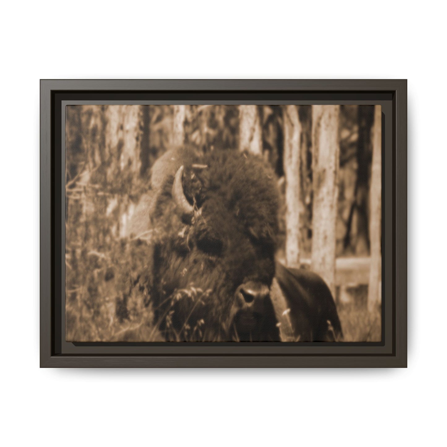 Wild Steward: Guardian
Photographed in Yellowstone · Sepia-toned Matte Photograph