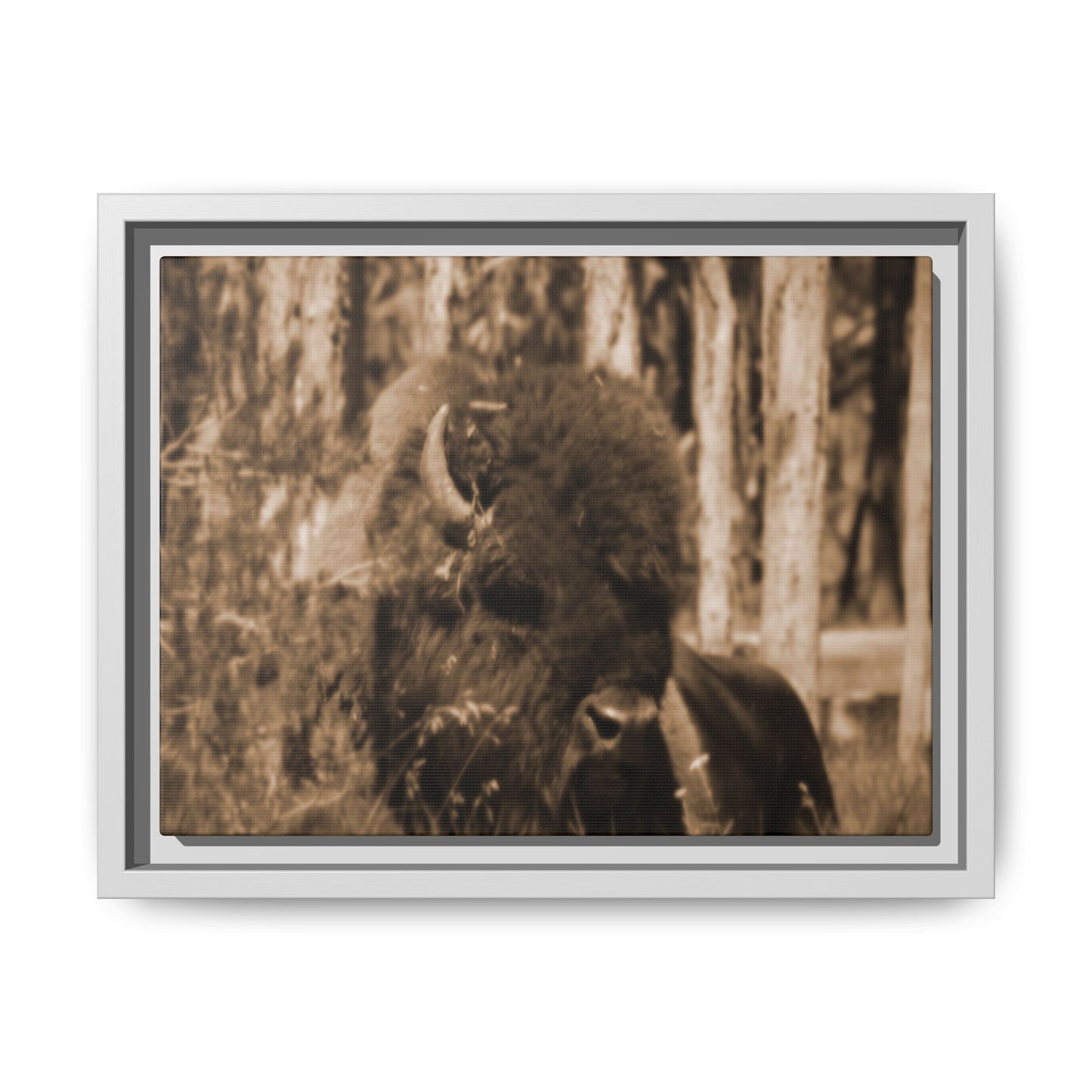 Wild Steward: Guardian
Photographed in Yellowstone · Sepia-toned Matte Photograph